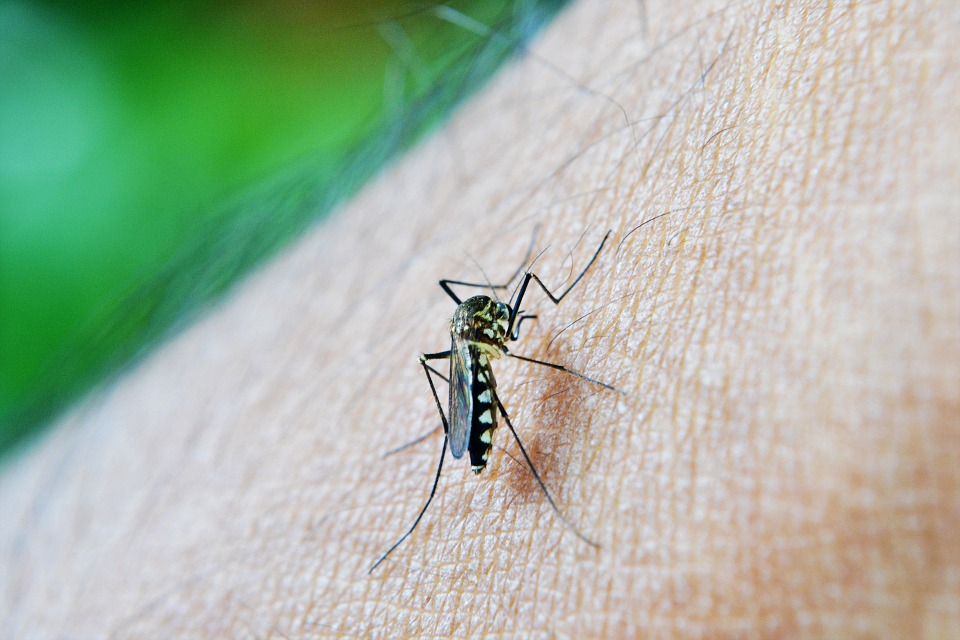 mosquito 213805 960 720 - Das sind die tödlichsten übertragbaren Krankheiten.