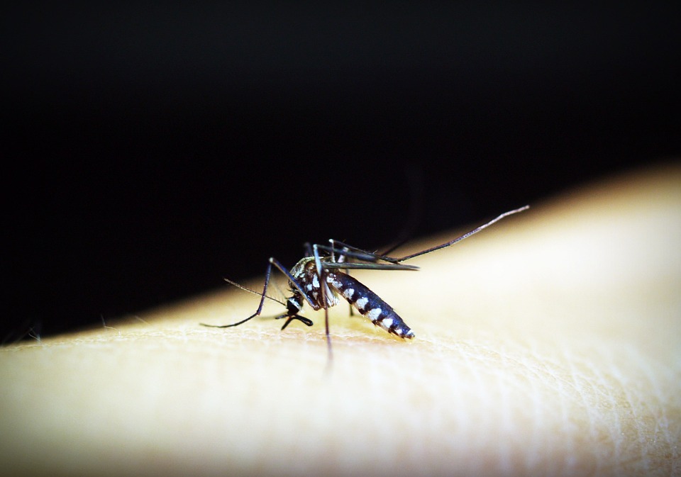 mosquitoe 1548948 960 720 - So verbreitet sich der Malariaparasit