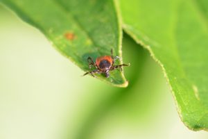 tick 1440531 1280 300x200 - Zecken