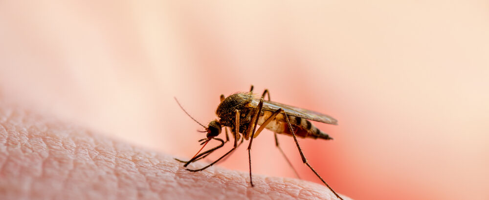 shutterstock 1483138139 1 1000x410 - 5 Fakten, die jeder über Malaria wissen sollte