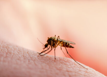 shutterstock 1483138139 1 420x300 - 5 Fakten, die jeder über Malaria wissen sollte