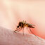 shutterstock 1483138139 1 64x64 - 5 Fakten, die jeder über Malaria wissen sollte