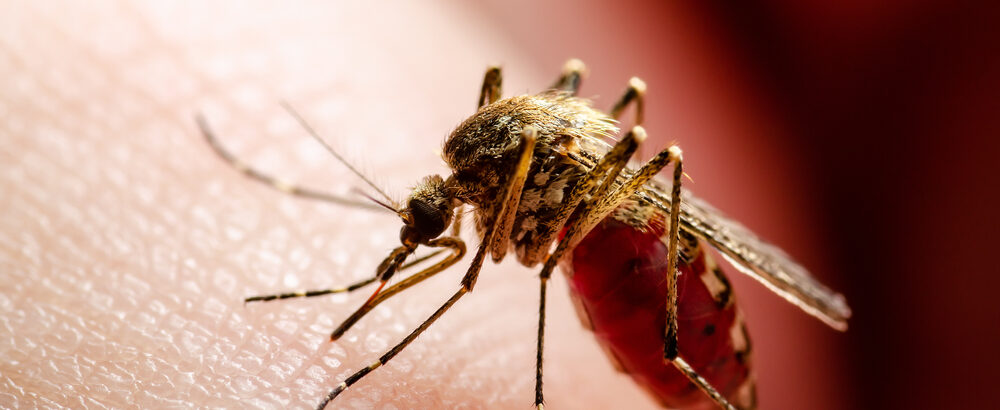 shutterstock 1896812266 1000x410 - Der perfekte Zeitpunkt für Ihre Malaria-Prophylaxe