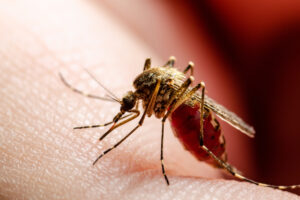 shutterstock 1896812266 300x200 - Dangerous,Malaria,Infected,Culex,Mosquito,Bite,,Leishmaniasis,,Encephalitis,,Yellow,Fever,