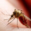 shutterstock 1896812266 64x64 - Der perfekte Zeitpunkt für Ihre Malaria-Prophylaxe