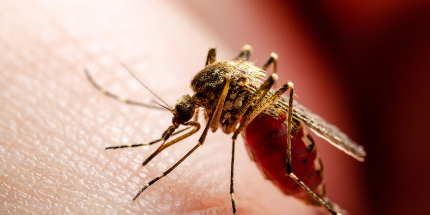 shutterstock 1896812266 840x420 - Der perfekte Zeitpunkt für Ihre Malaria-Prophylaxe