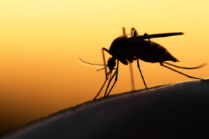 shutterstock 200494427 300x200 - Mosquito,On,Human,Skin,At,Sunset