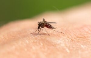 shutterstock 2334601977 300x191 - The,Mosquito,Sits,On,Human,Skin,And,Bites.,Macro
