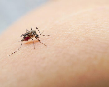 shutterstock 1438793243 350x280 - Malaria-Prophylaxe Erklärt