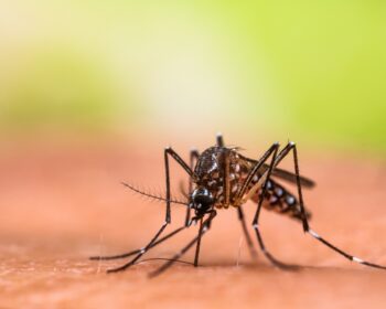 shutterstock 2346472293 350x280 - Langzeitfolgen nach einer Malaria-Infektion