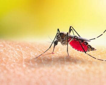shutterstock 2480017455 350x280 - Malaria Vs. Dengue Vs. Zika – Unterschiede, Gefahren & Diagnose im umfassenden Vergleich