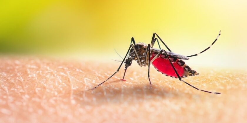 shutterstock 2480017455 840x420 - Malaria Vs. Dengue Vs. Zika – Unterschiede, Gefahren & Diagnose im umfassenden Vergleich